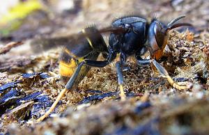 Vespa_velutina_side.jpg